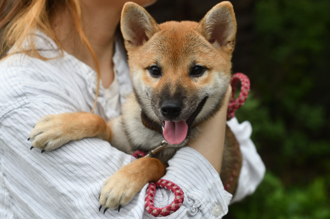 飼い主様と柴犬鈴蘭ちゃん