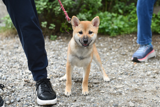 飼い主様と柴犬鈴蘭ちゃん