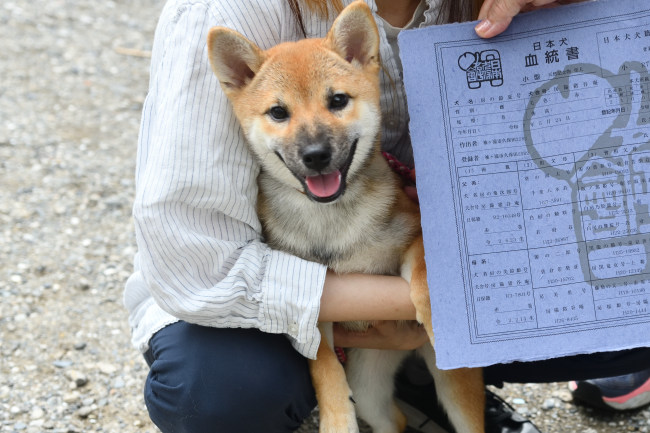 柴犬鈴蘭ちゃんと日本犬保存会血統書