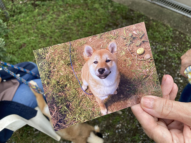 牡丹ちゃんの小さい頃の写真です。