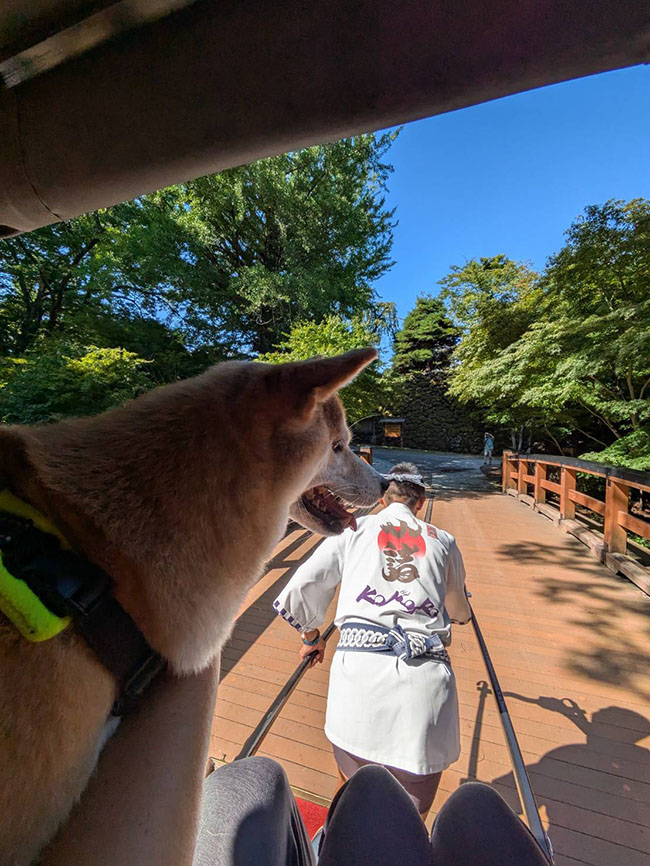 柴犬赤丸ちゃんと人力車