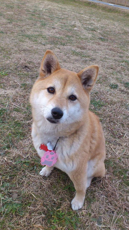 柴犬牡丹ちゃん