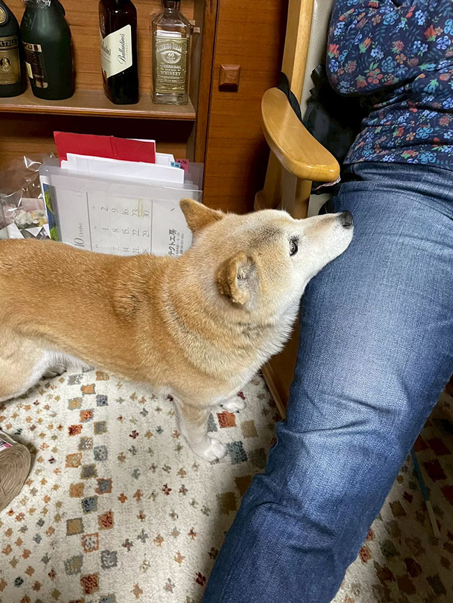 柴犬牡丹ちゃん