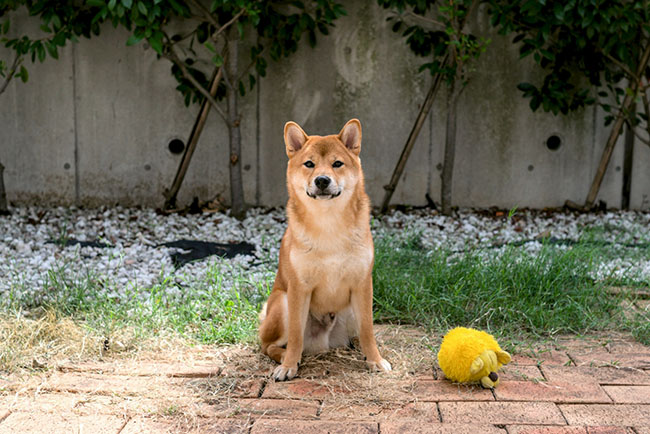 柴犬しいちゃん７か月