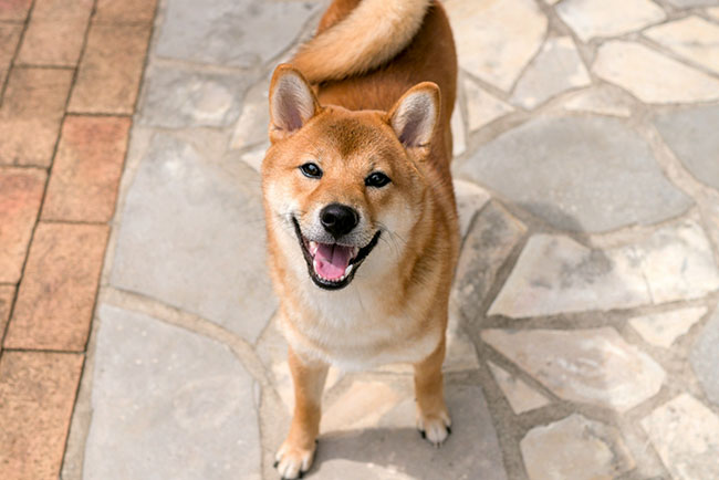 柴犬しいちゃん７か月