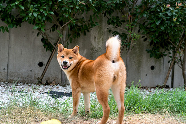 柴犬しいちゃん７か月