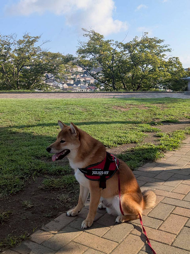 柴犬しいちゃん７か月