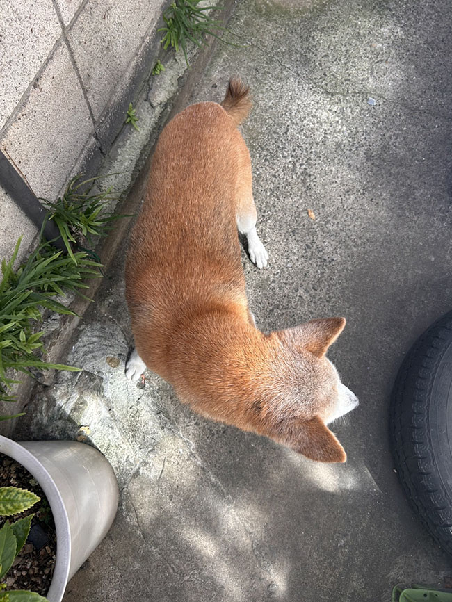 柴犬マミちゃん15歳