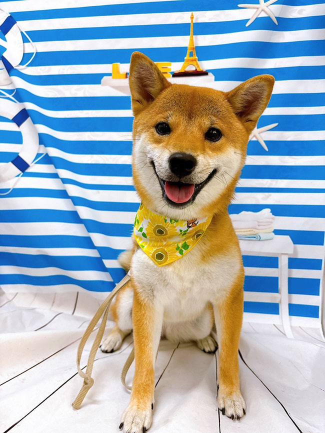 シャンプーしてもらってスッキリふうちゃん