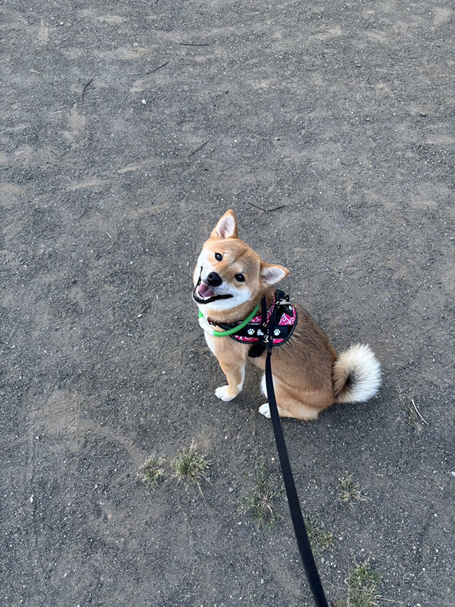 柴ちゃん2様 2歳のお誕生日です‼ 柴犬ふうちゃんです♪（黒柴花ちゃんの子）（柴犬