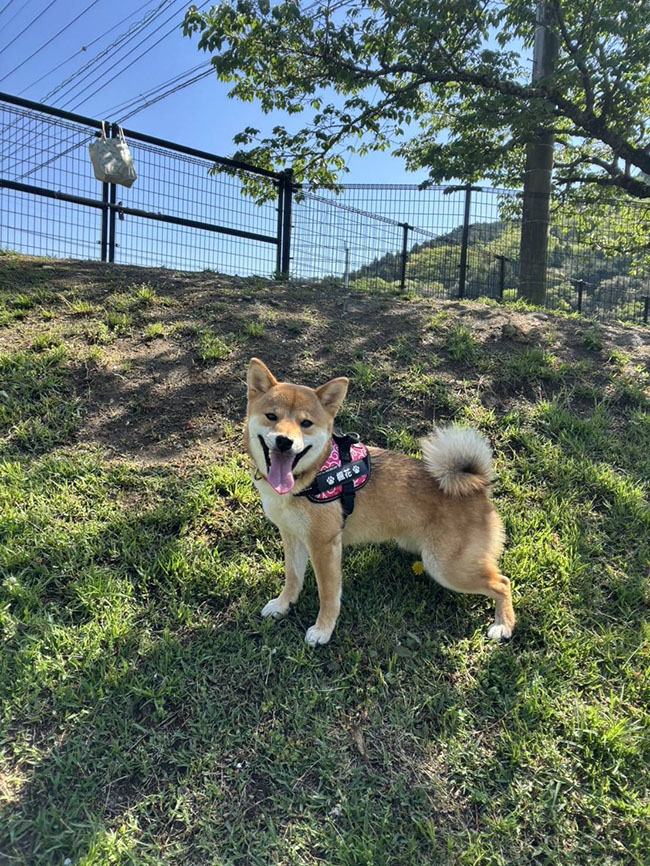 ドッグラン満喫ふうちゃん