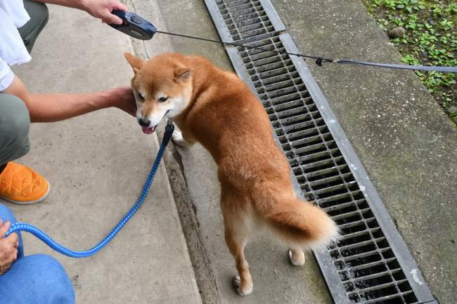 お父さんの菊次郎くんとの再会