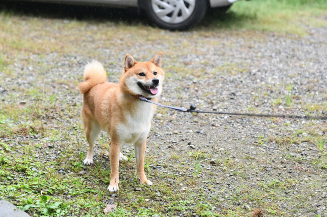 柴犬楓ちゃん