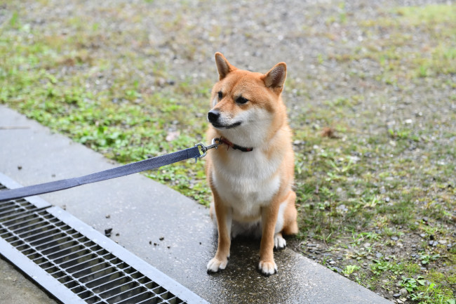 柴犬楓ちゃん