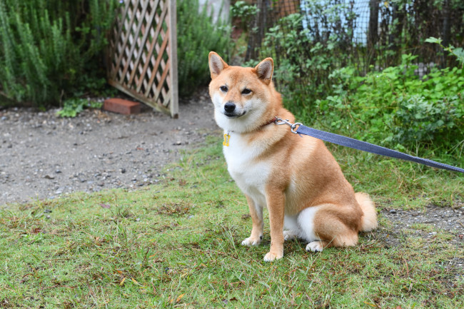 柴犬楓ちゃん