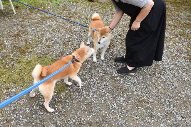 お母さんの美里との再会