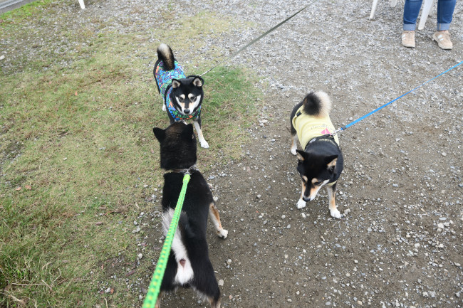 黒柴二郎君と黒柴チタ・あんこちゃんの再会