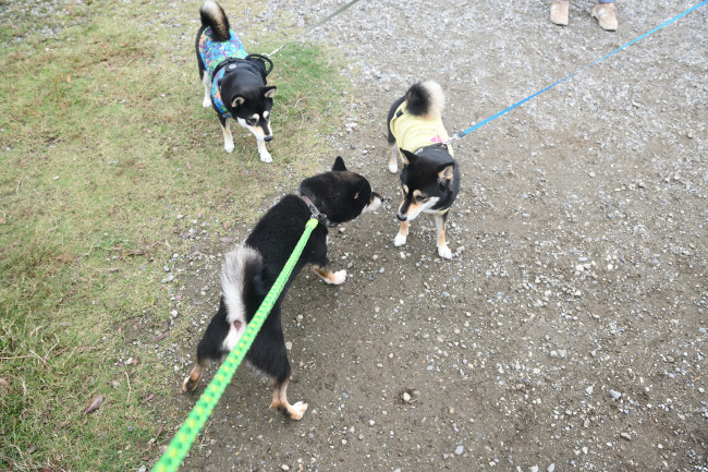 黒柴二郎君と黒柴チタ・あんこちゃんの再会