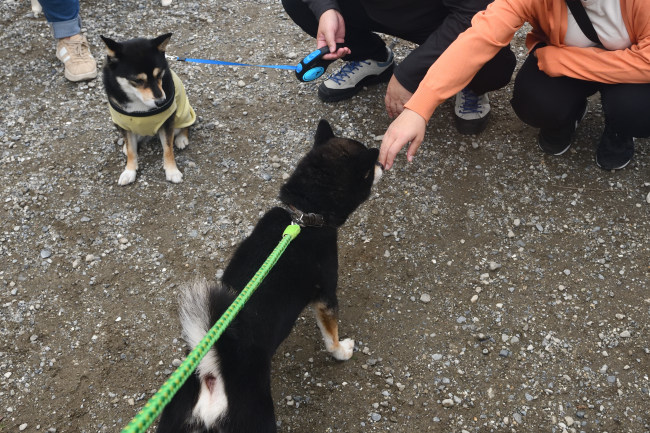 人見知りの黒柴二郎君