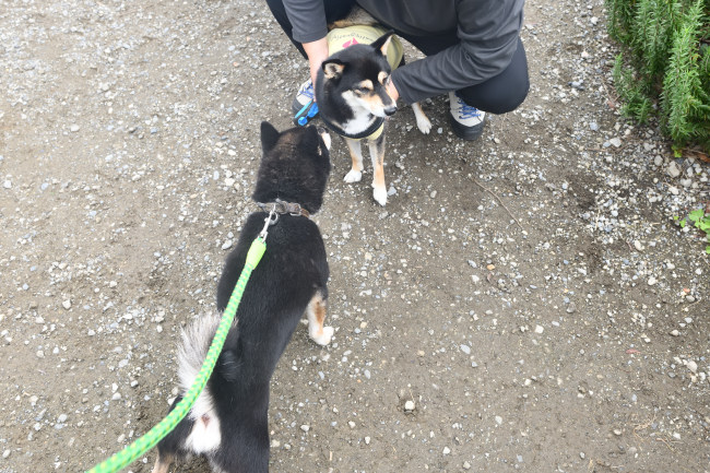 黒柴お父さんと娘