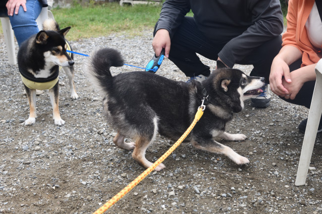 飼い主様にご挨拶する黒柴チコちゃん
