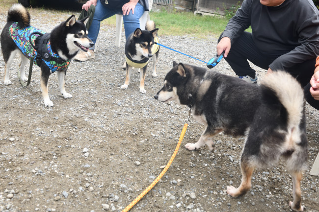 飼い主様にご挨拶する黒柴チコちゃん