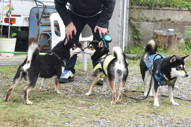 黒柴二郎君と娘たち