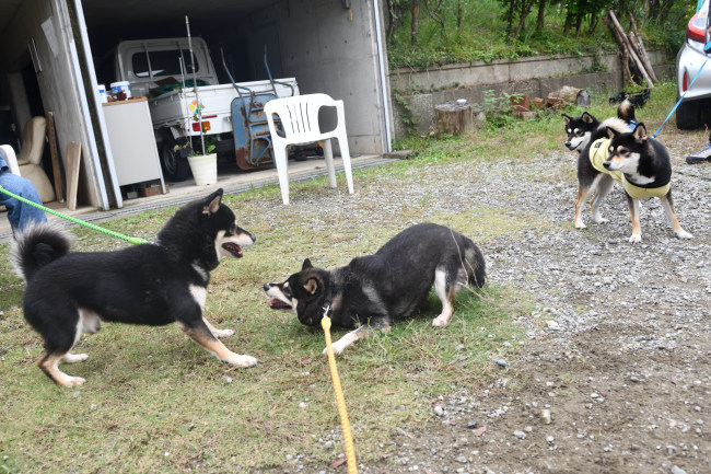 お父さんとお母さんのワンプロ