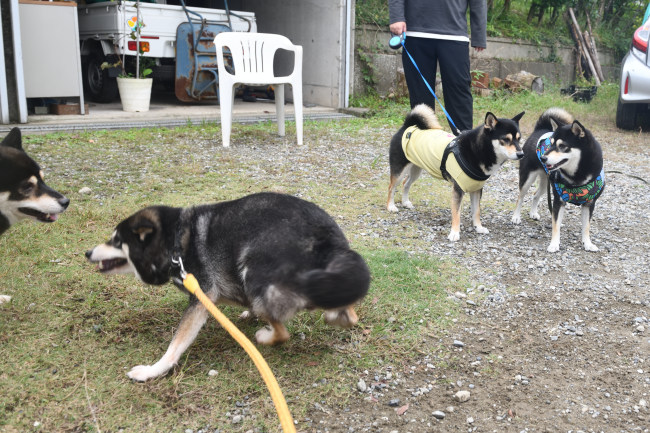 お父さんとお母さんのワンプロ