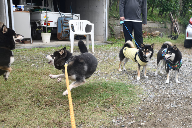 お父さんとお母さんのワンプロ