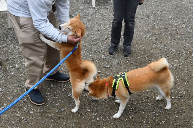 お母さんのムギと赤丸ちゃん