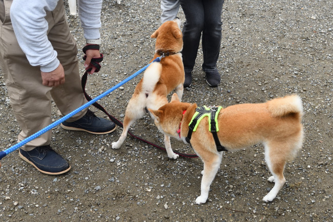 お母さんのムギと赤丸ちゃん