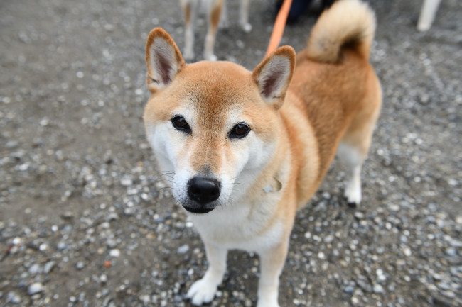 アップの琥太郎くん