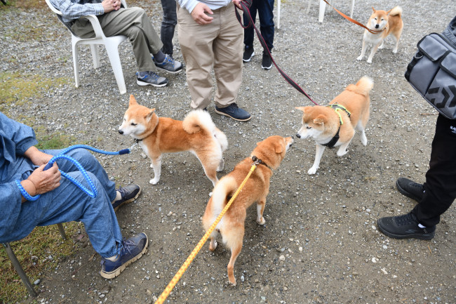 妹の茶々と再会する赤丸ちゃん