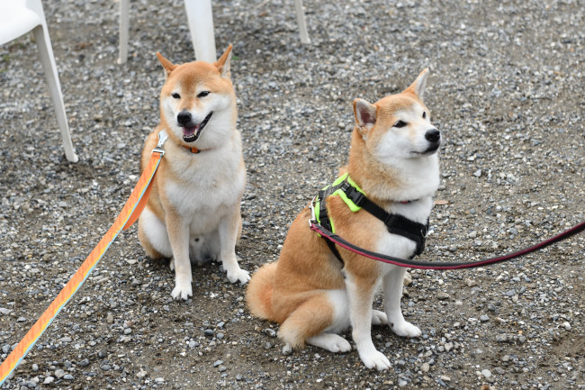 琥太郎くんと赤丸ちゃん