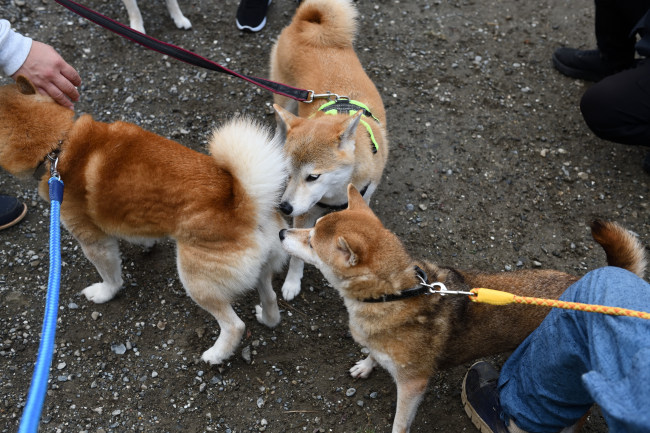 源太くんとかりん