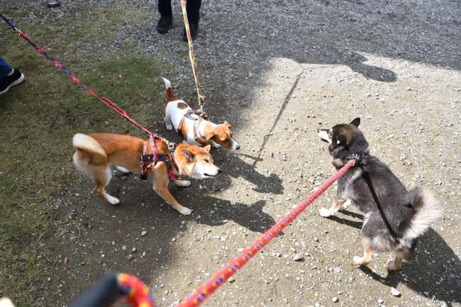 お母さんの黒柴チコちゃんとこころちゃん