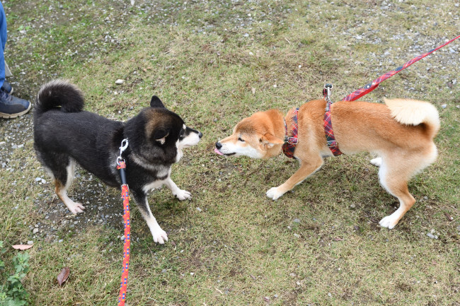 お母さんの黒柴チコちゃんとこころちゃん