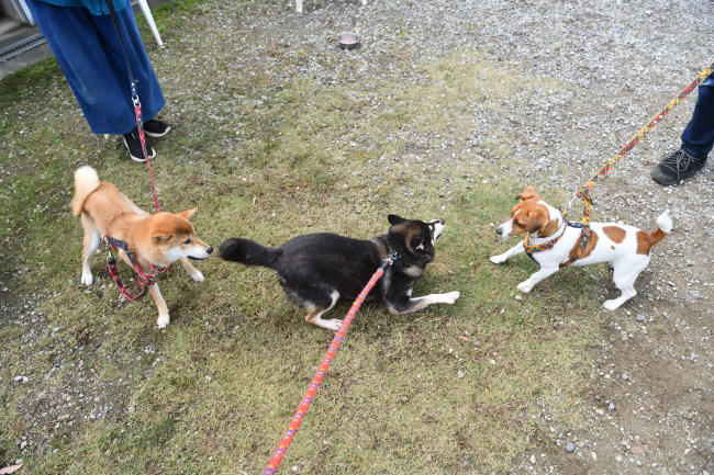 お母さんの黒柴チコちゃんとこころちゃん