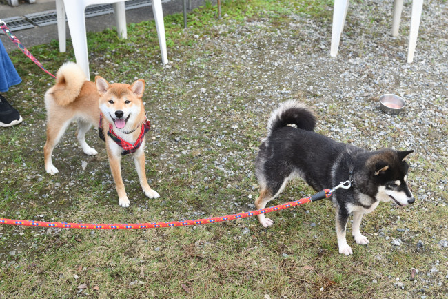 お母さんの黒柴チコちゃんとこころちゃん