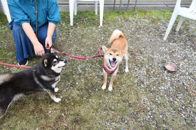 お母さんの黒柴チコちゃんとこころちゃん