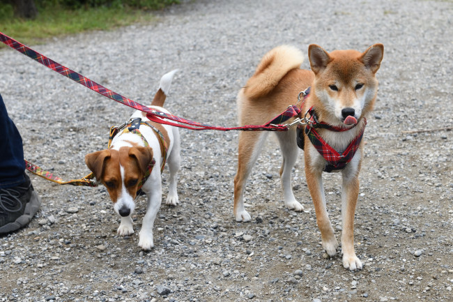 こころちゃんとみやびちゃん