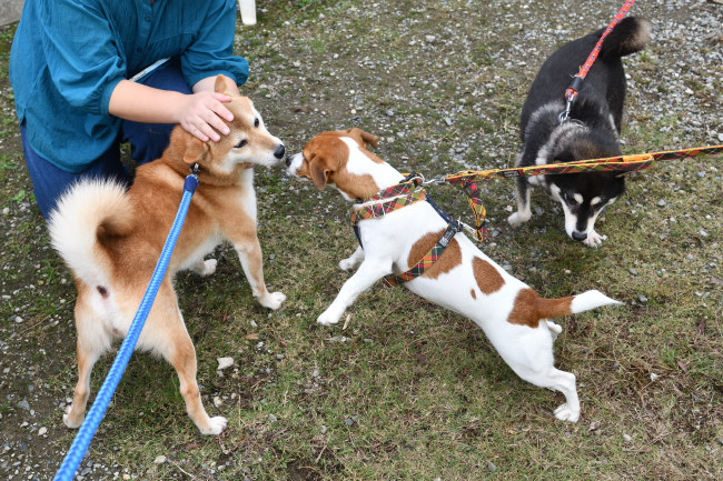 菊次郎くんとこころちゃんたち