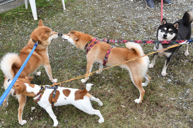 菊次郎くんとこころちゃんたち