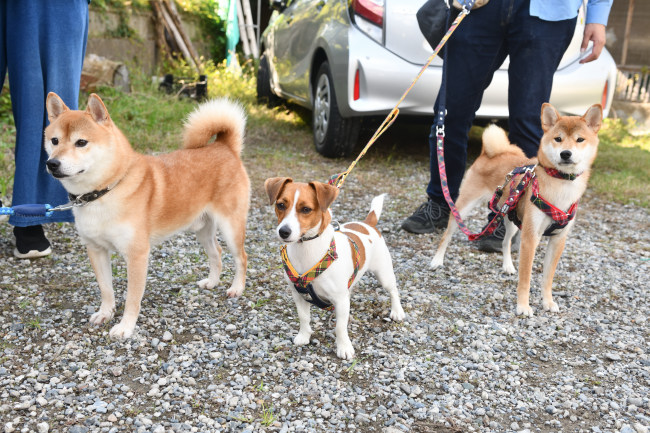 菊次郎くんとこころちゃんたち