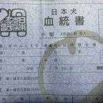 房のぶん太くんの日本犬保存会血統書