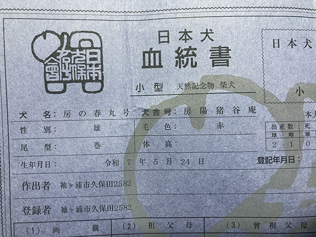 房の春丸くんの日本犬保存会血統書