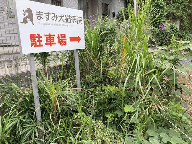 ますみ犬猫病院駐車場