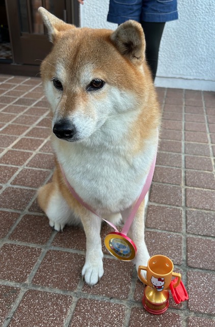 柴犬小町ちゃん