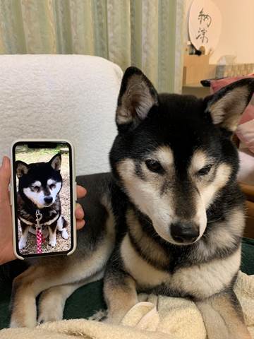 ホームページの雪菜ちゃんとハヤテ